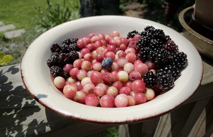 Homegrown Pink Lemonade Blueberries with a few Blackberries