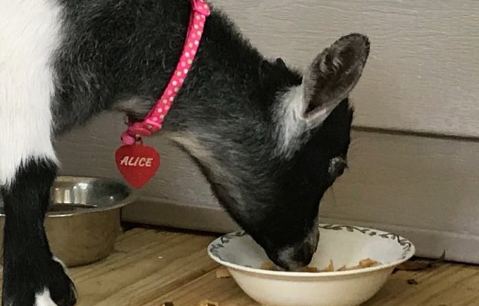 Alice gets a treat at St Francis Cottage