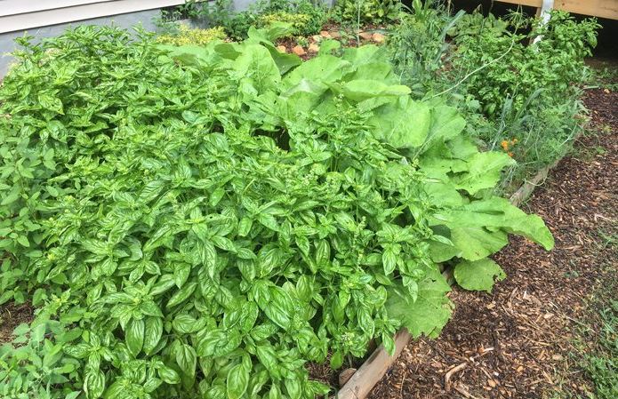 Herb garden at St Francis Cottage