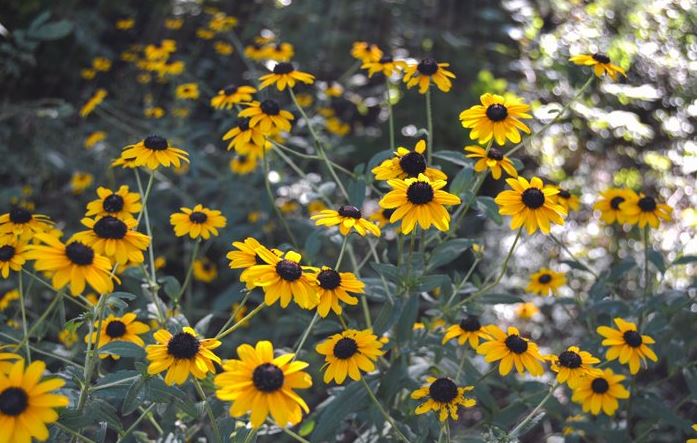 Yellow cone flowers at St Francis Cottage